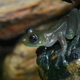 The glass frog Sachatamia orejuela.